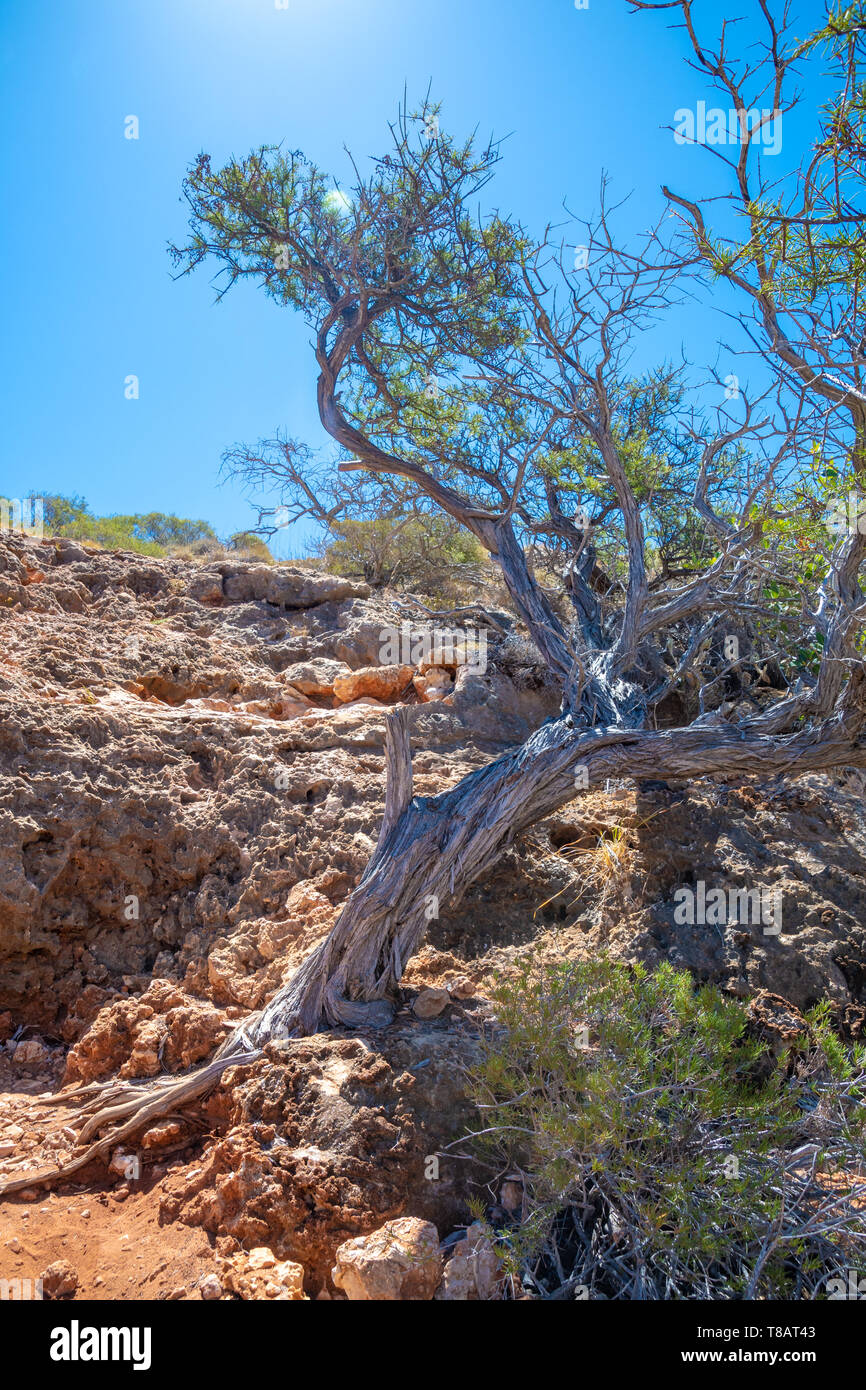 Tree growing on rock hi-res stock photography and images - Alamy