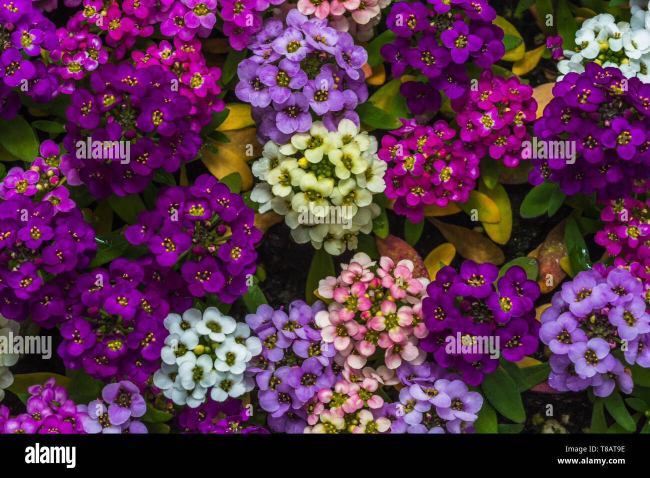 Early spring garden flowers with vibrant colors and showing details of ...