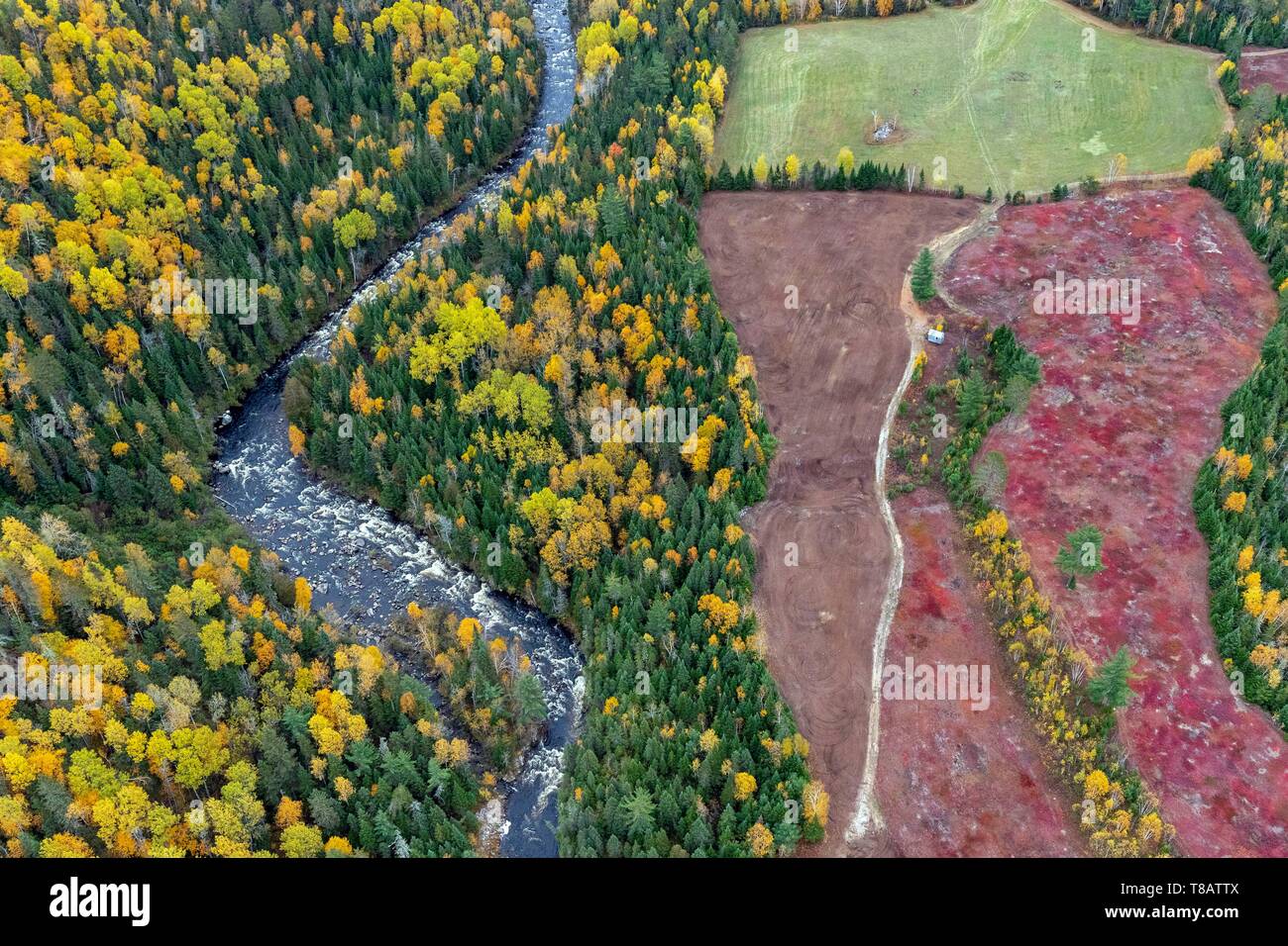 Canada, province of Quebec, the Charlevoix region seen from the sky, river and field of blueberries turning red in autumn (aerial view) Stock Photo