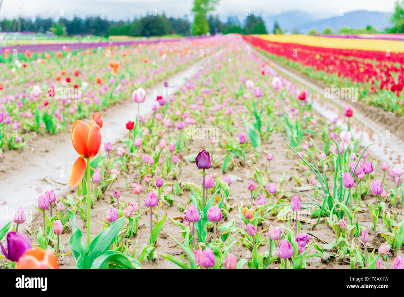 multicoloured tulips dying in a flower field of early season tulips