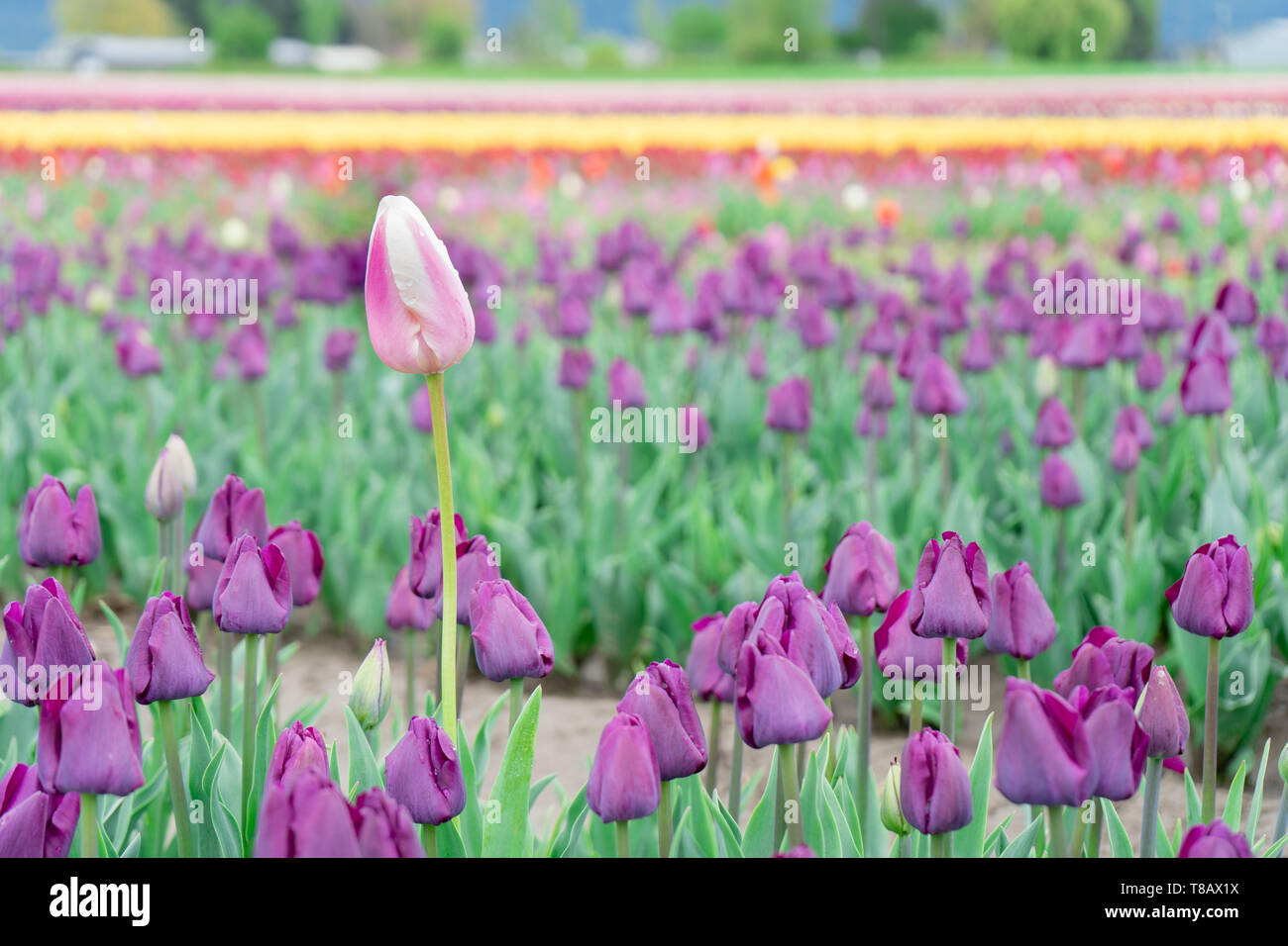 Beautiful, single, different pink and white tulip growing tall in a field of purple triumph tulips, on a flower farm. Stock Photo