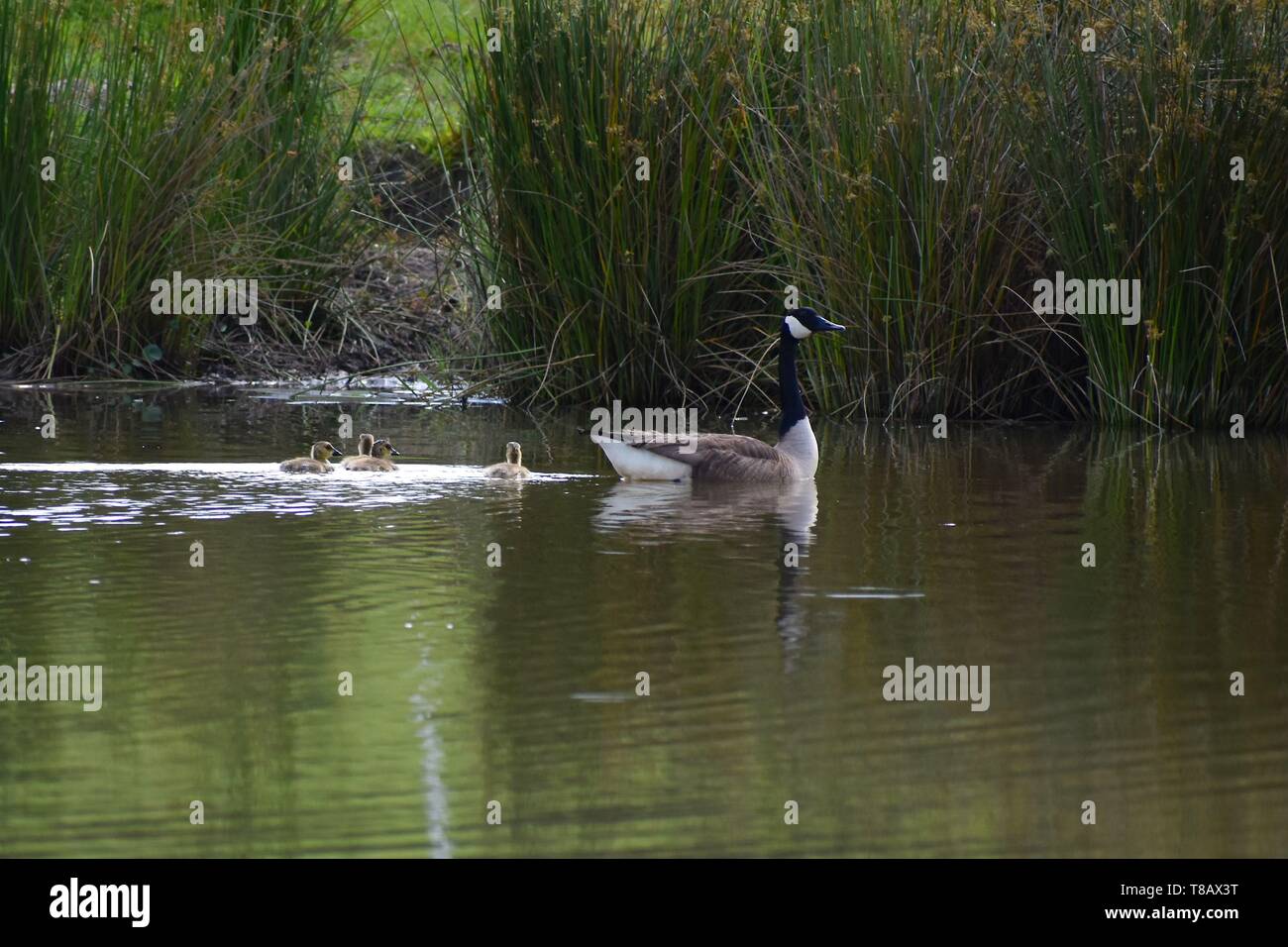 Mother goose guides her four goslings across a still pond at the water's edge. Stock Photo