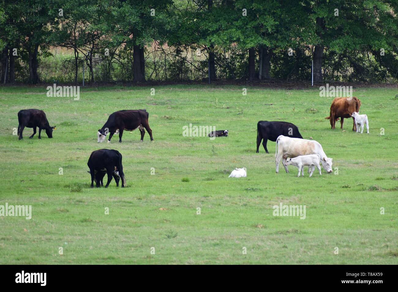 A small herd of cows and calves graze and rest in a green, tree lined ...