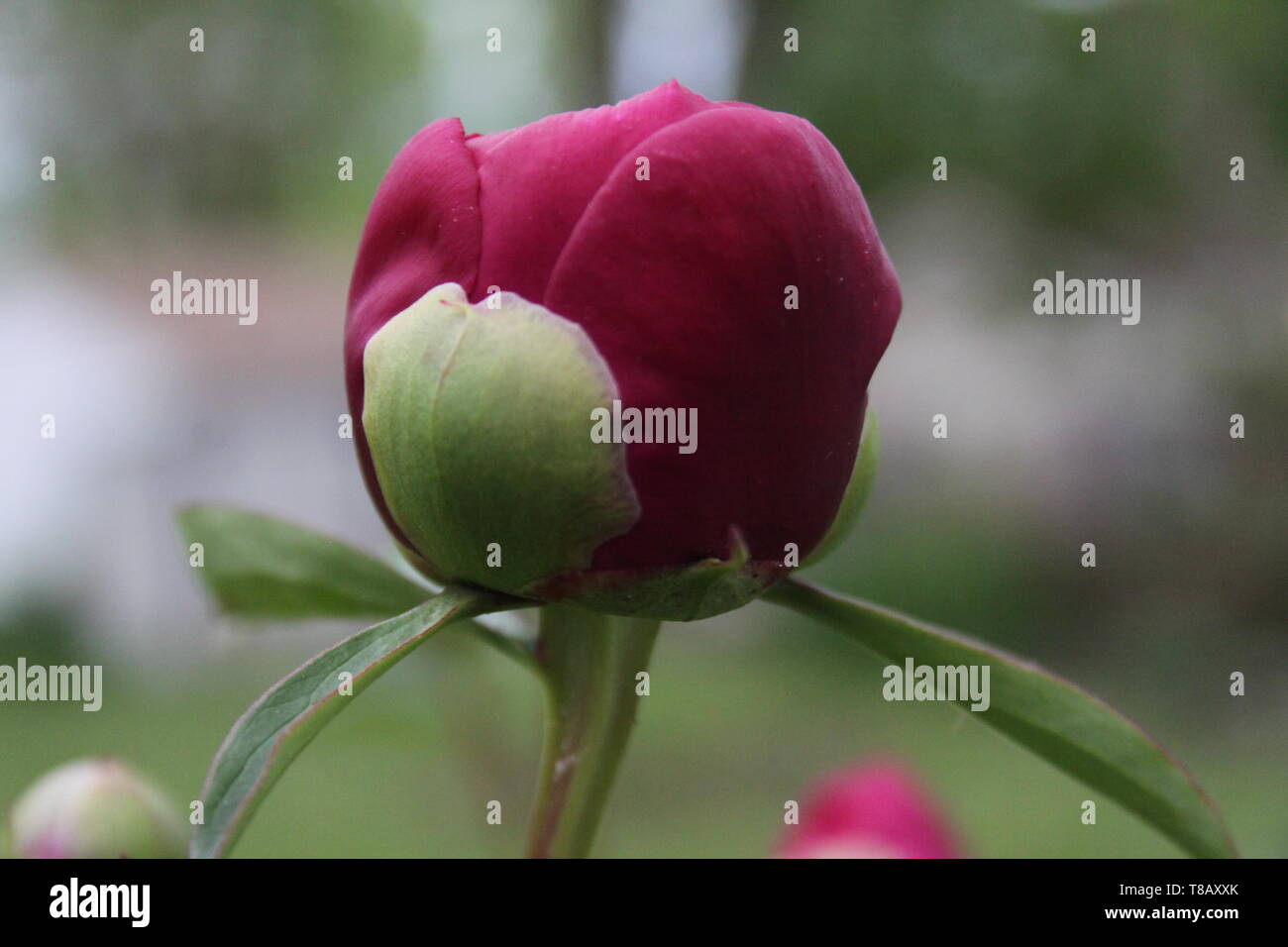 Rose no thorns hires stock photography and images Alamy