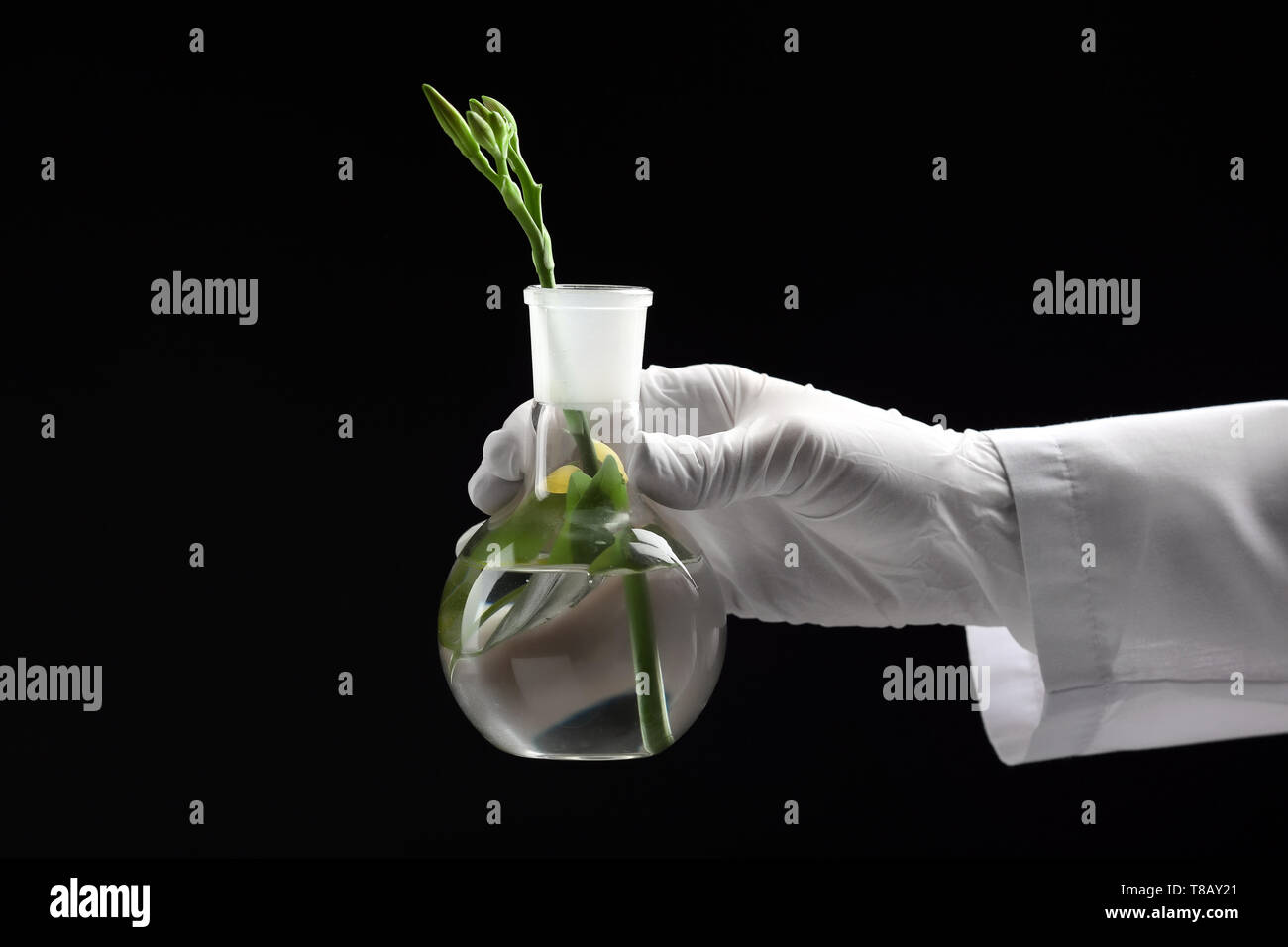 Scientist holding test flask with plant on dark background Stock Photo ...