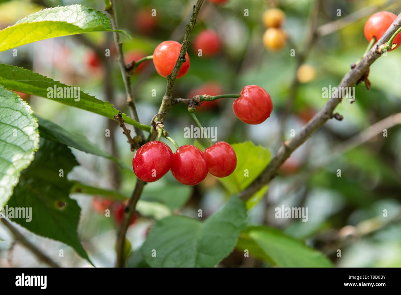 close up of fresh cherries on a tree Stock Photo
