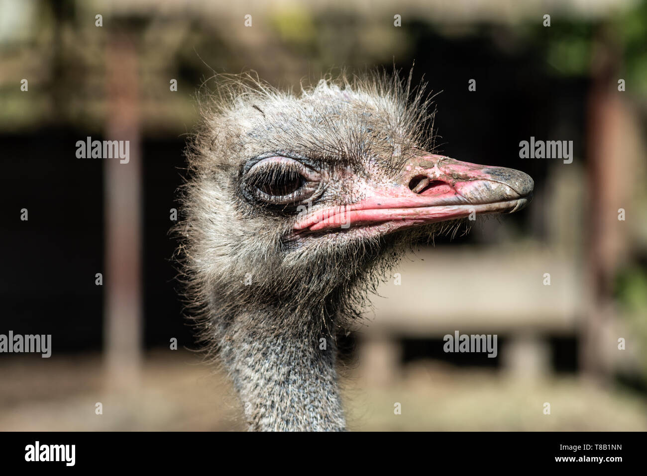ostrich head close up on a bokeh background Stock Photo