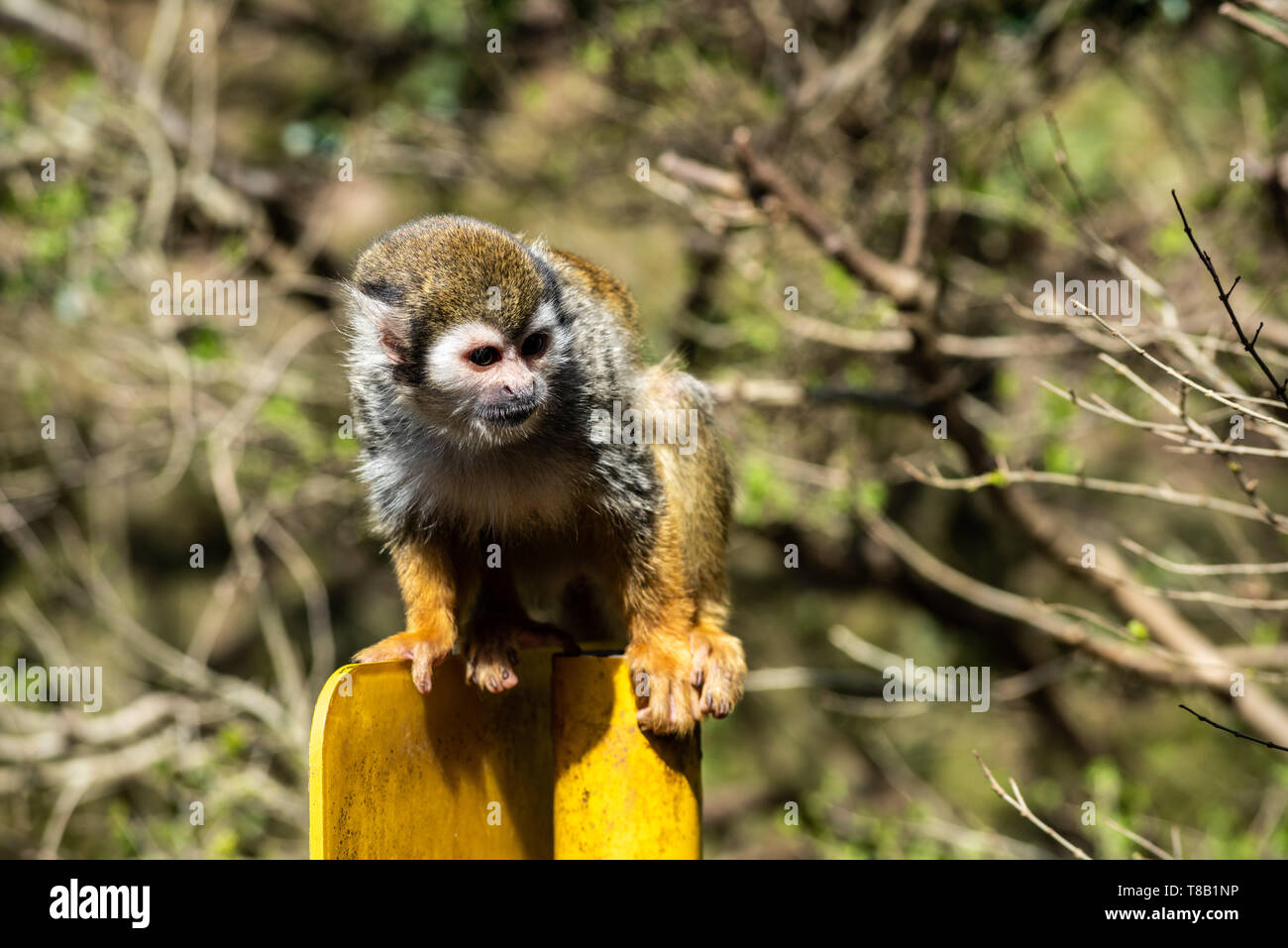 Common squirrel monkey standing on a yellow pole Stock Photo