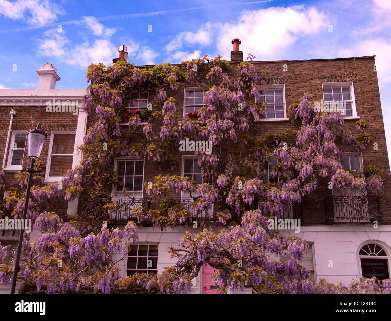Blooming wisteria covering front of a residential building in Notting