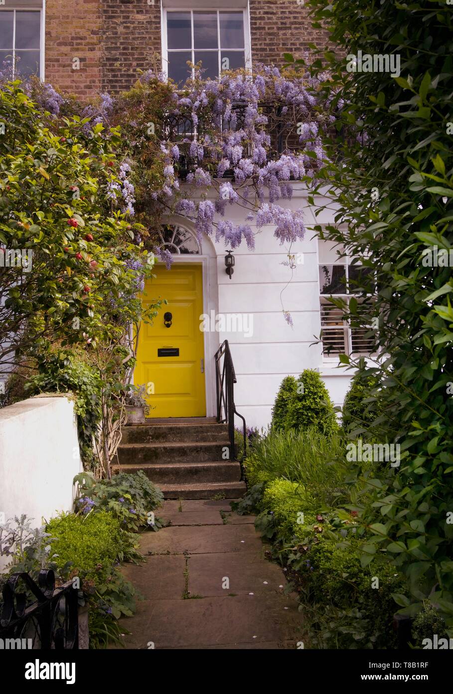 Blossoming wisteria tree climbing on a house with yellow door in Notting Hill, London, UK. Stock Photo