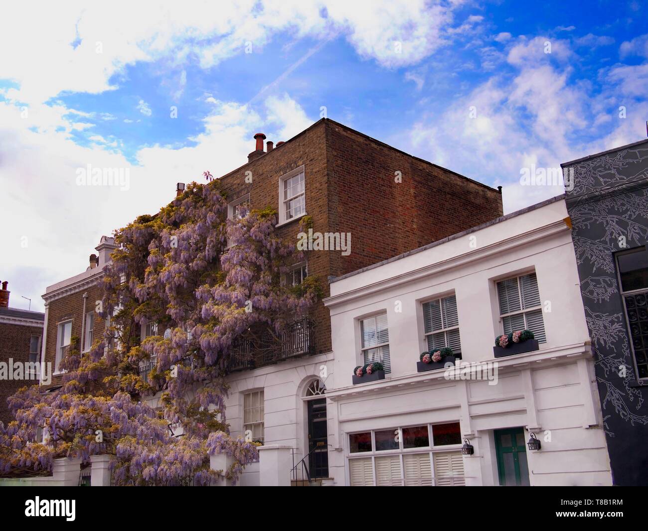 Blooming wisteria covering front of a residential building in Notting Hill Stock Photo