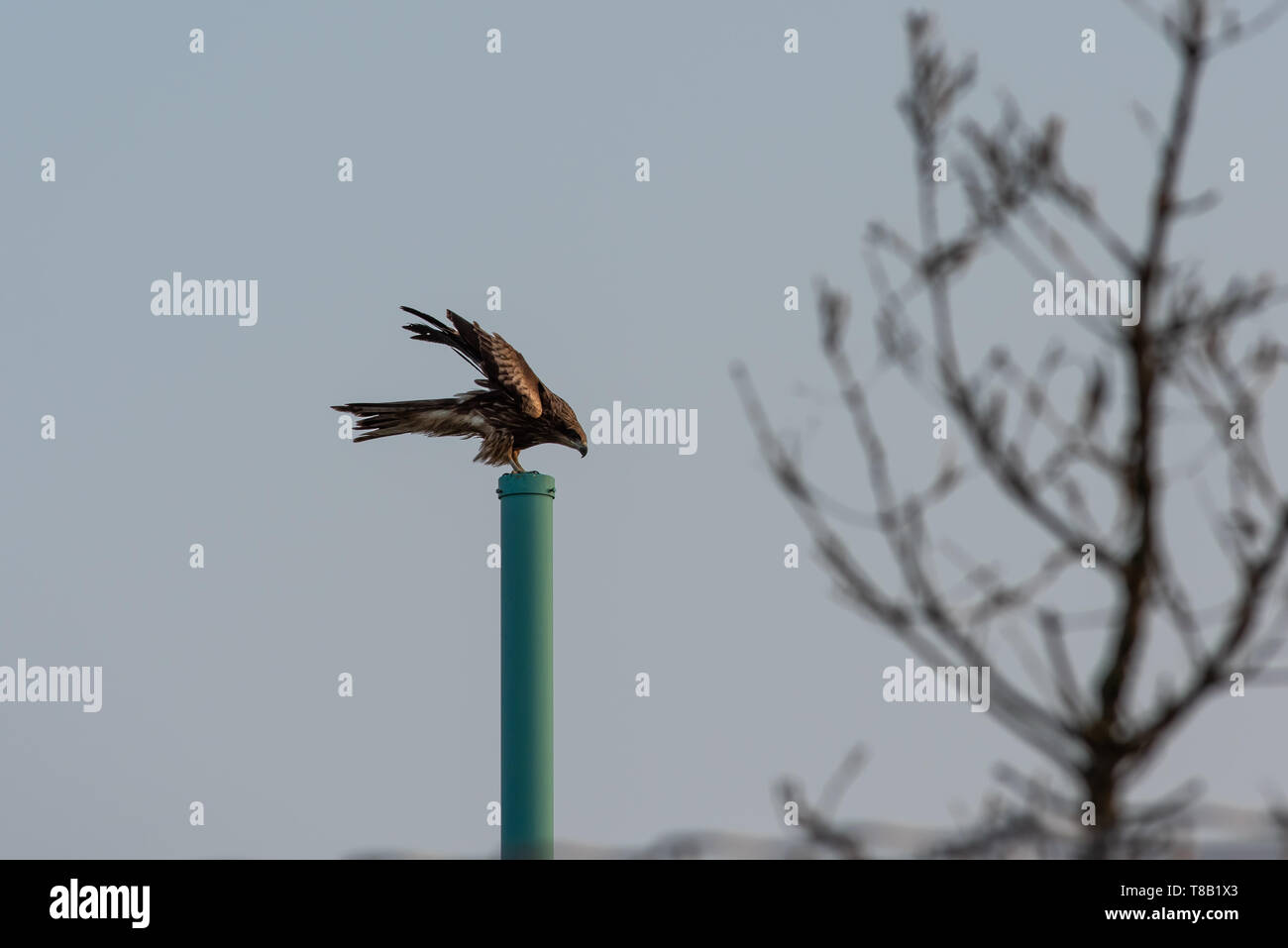 japanese golden eagle standing on a pole in Fukuoka, Japan Stock Photo