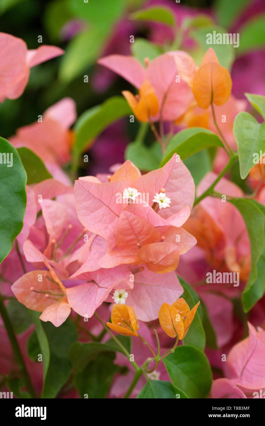 Orange tropical flowers hires stock photography and images Alamy