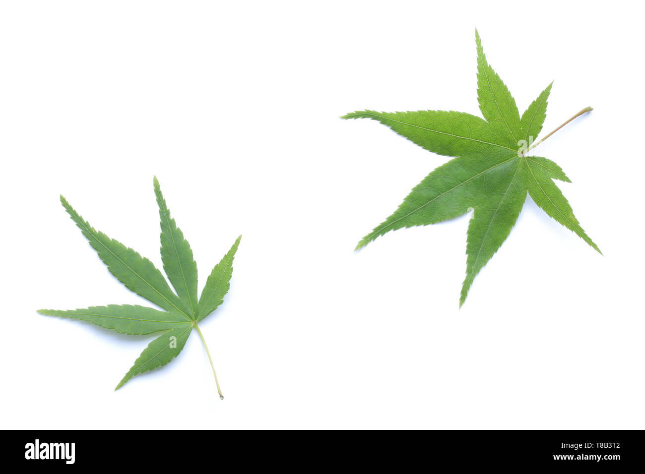 Japanese fresh green maple leaf isolated on white background Stock ...