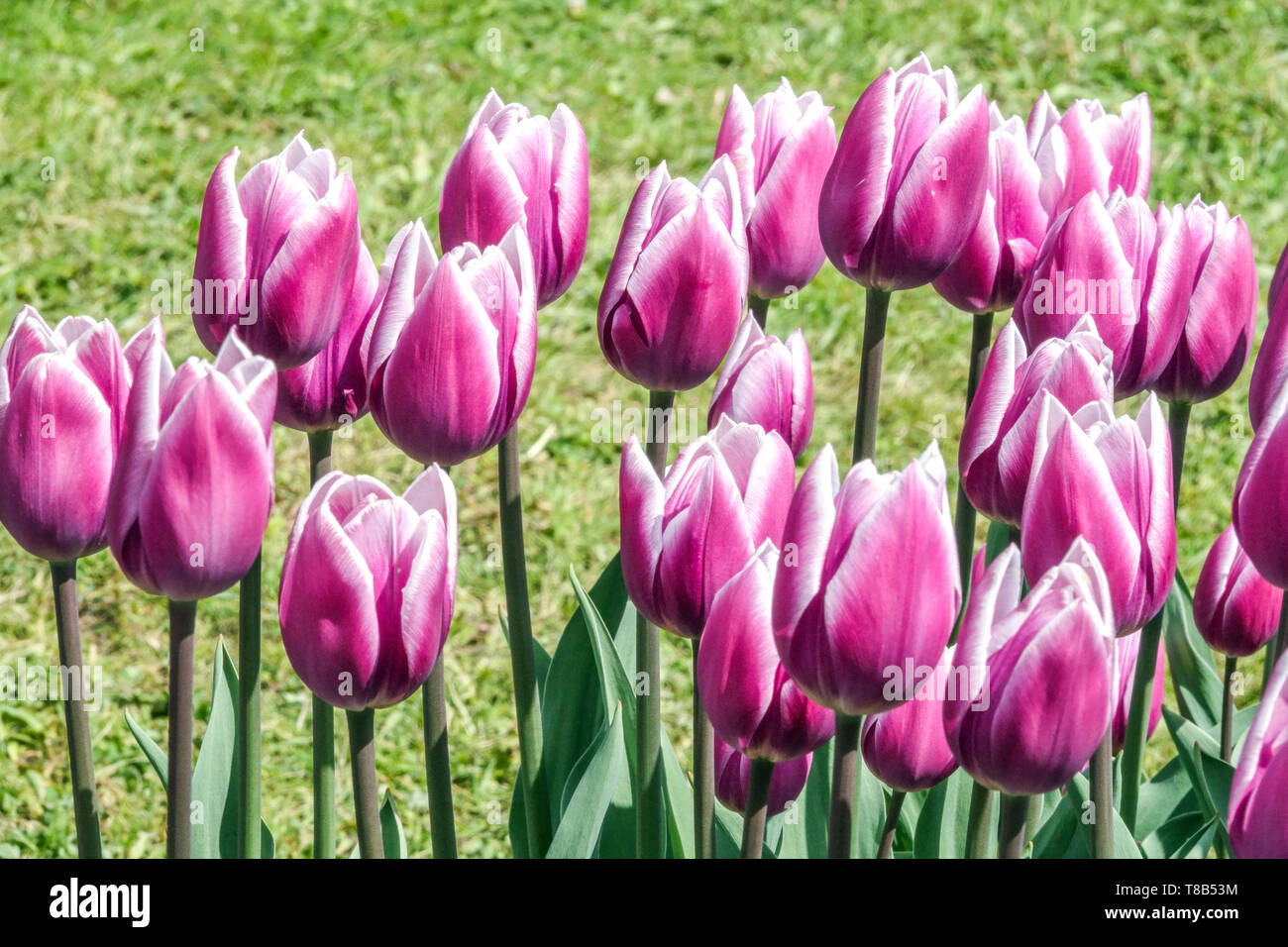 Purple tulips in flowerbed spring flowers garden Triumph Tulip Tulipa 'Salvation Army' Stock Photo