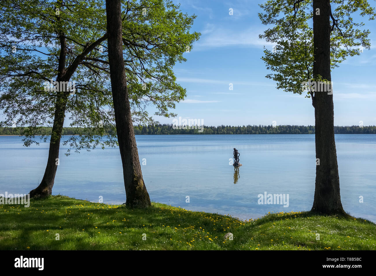 Beautiful landscape of lake Svityaz  with pine tree, Belarus Stock Photo