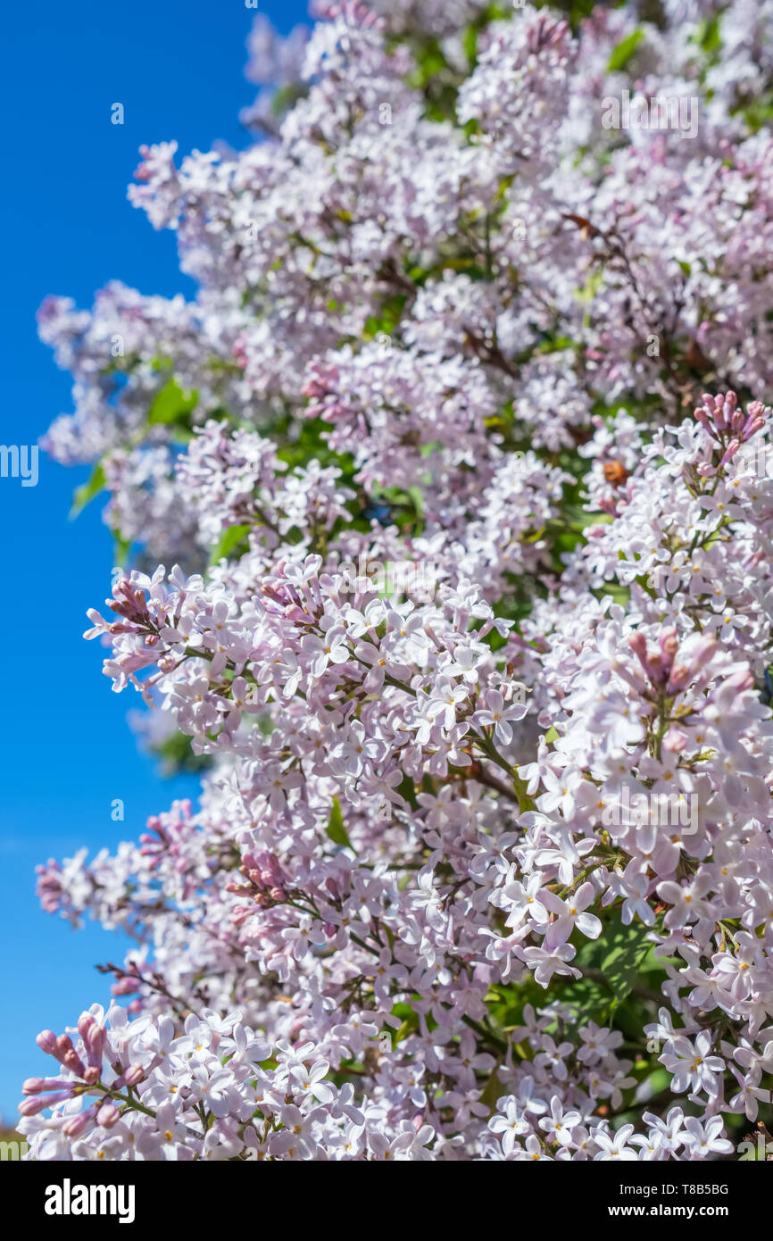 Lilac tree in blossom hi-res stock photography and images - Alamy
