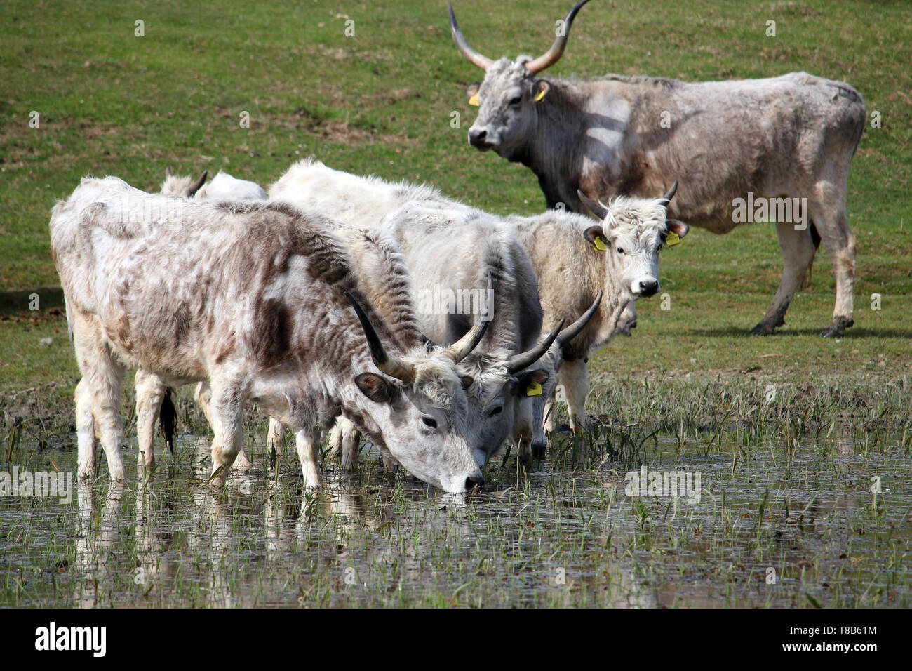 Podolian cows drink water on the river Stock Photo Alamy