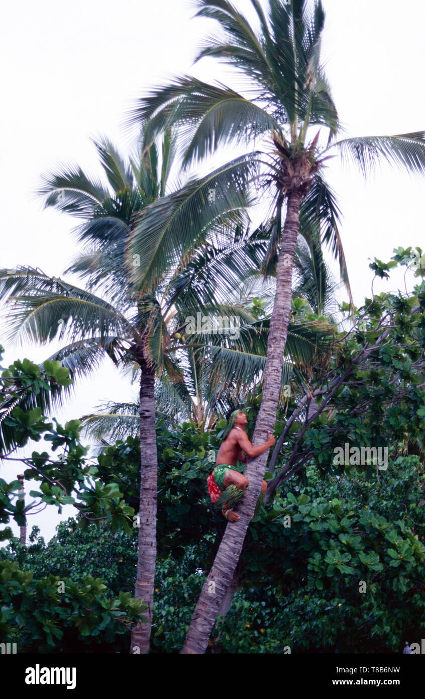 Climbing a coconut tree,Hawaii Stock Photo