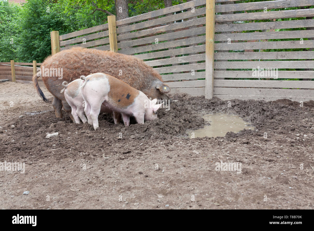 Pigs digging in outdoor enclosure Stock Photo
