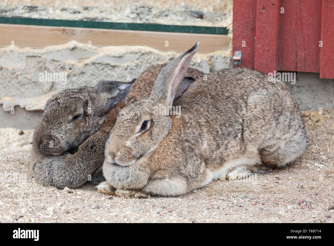 Two bunnies lying close together Stock Photo Alamy