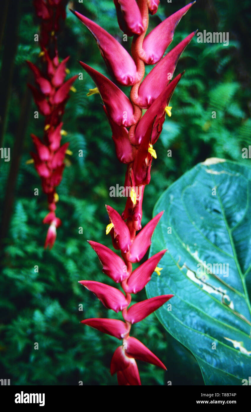 Heliconia ramenensia from Costa Rica Stock Photo