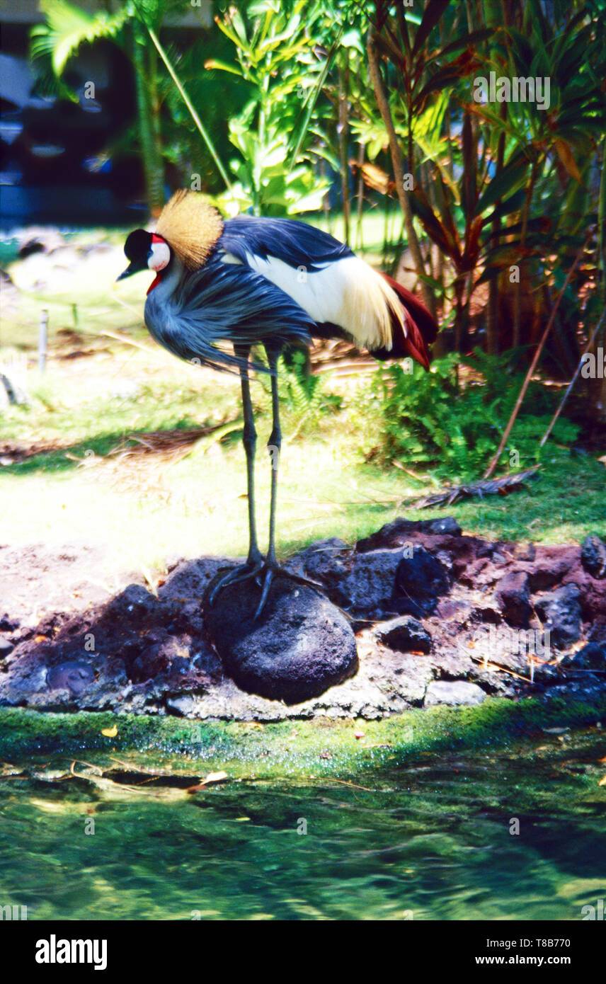 Personalised Afro Uganda Tapestry Black Crowned Crane With Coat Of Arms LT15 main image 0