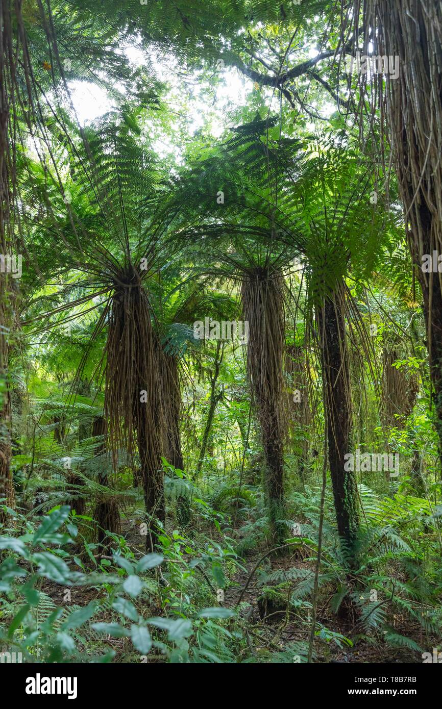 New Zealand, South Island, West Coast Region, Mount Aspiring National Park, labelled Unesco World Heritage Site, tree fern on the Roaring Billy Falls trail to Haast river Stock Photo