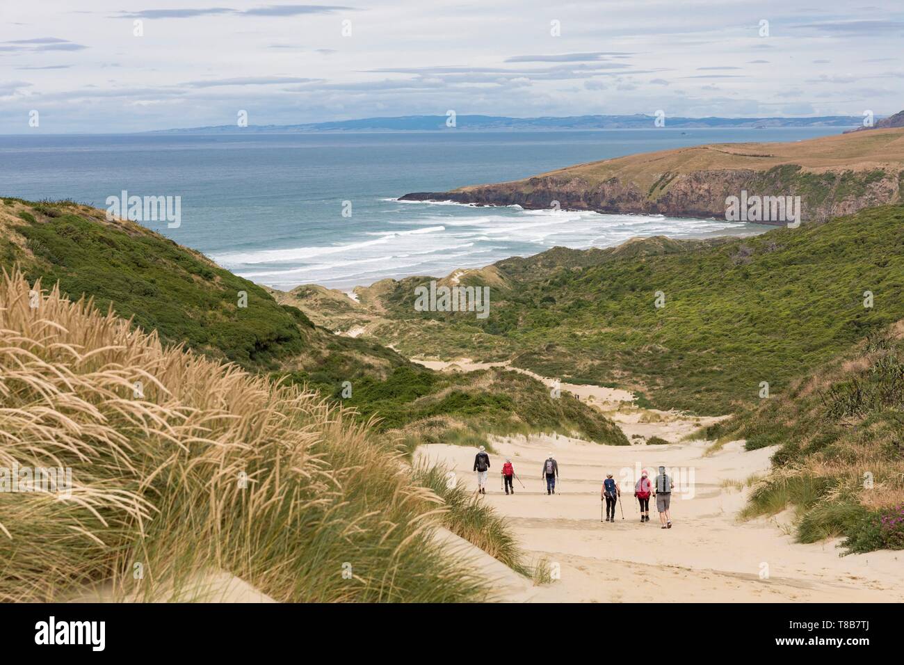 New Zealand, South Island, Otago region, Dunedin, Otago Peninsula, Sandfly Beach Stock Photo