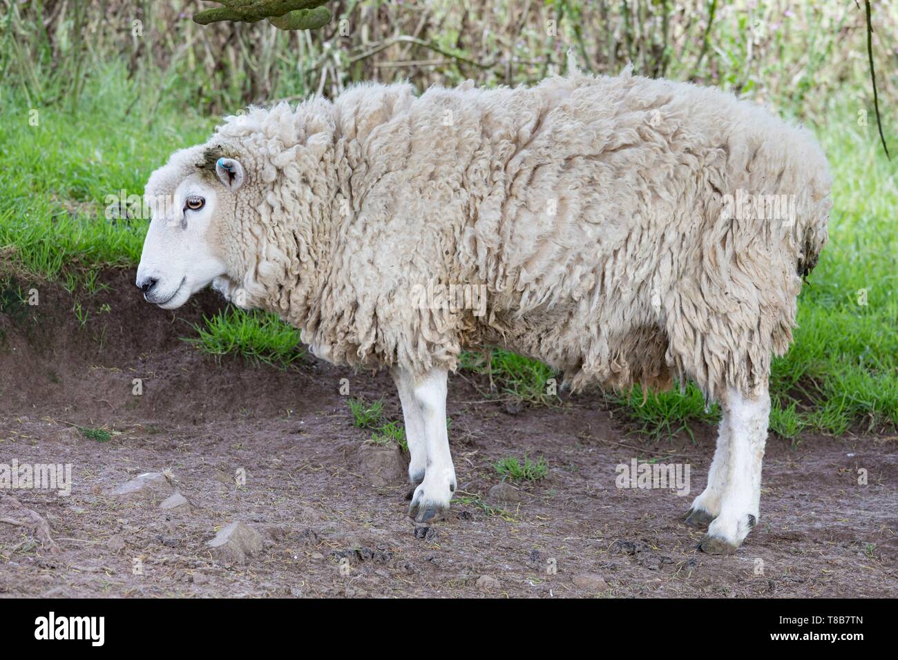 New Zealand, South Island, Otago region, Dunedin, Otago peninsula, sheep Stock Photo
