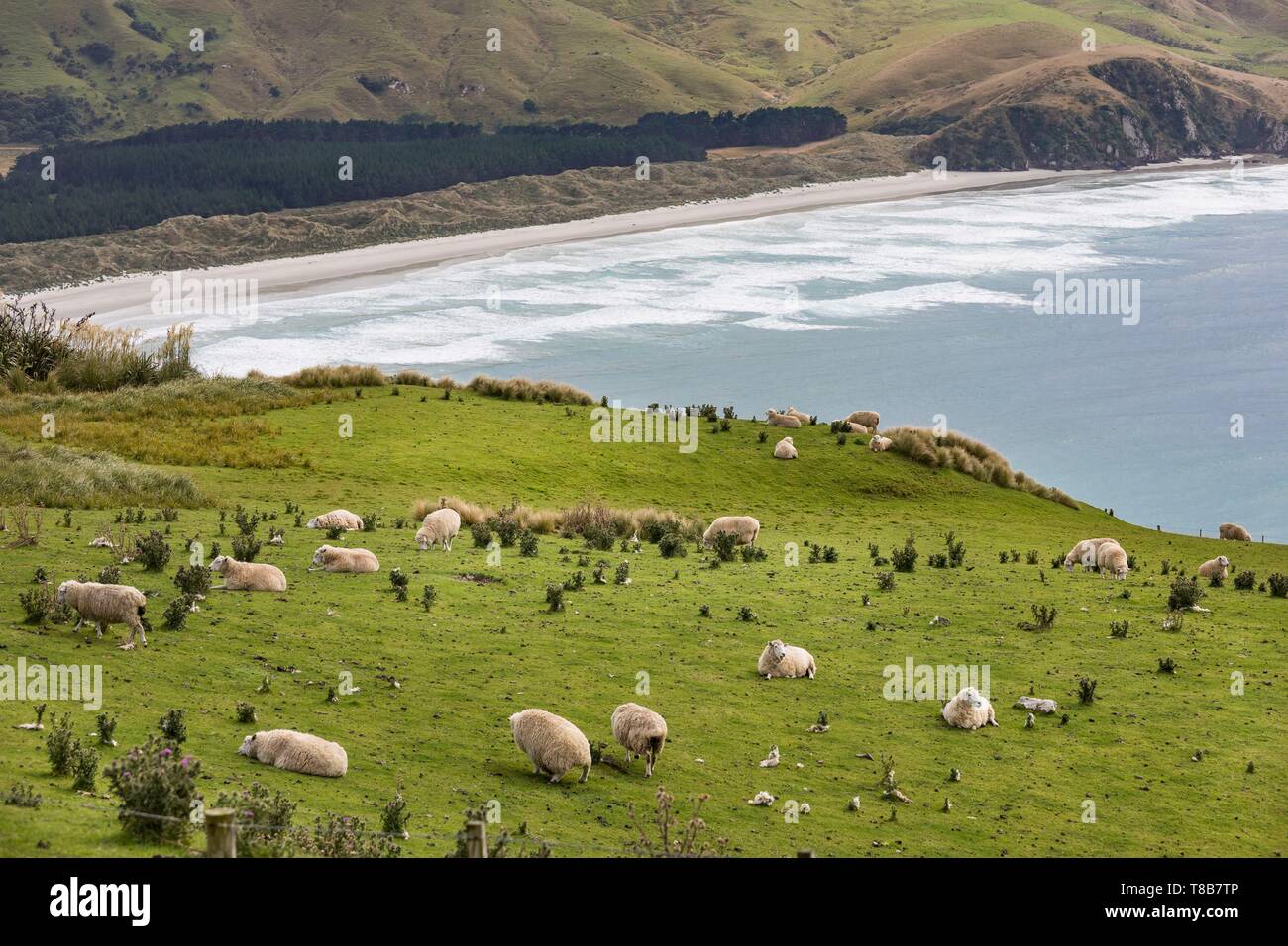 New Zealand, South Island, Otago region, Dunedin, Otago peninsula Stock Photo