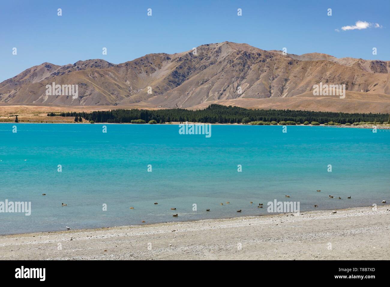 New Zealand, South Island, Canterbury region, Tekapo lake Stock Photo