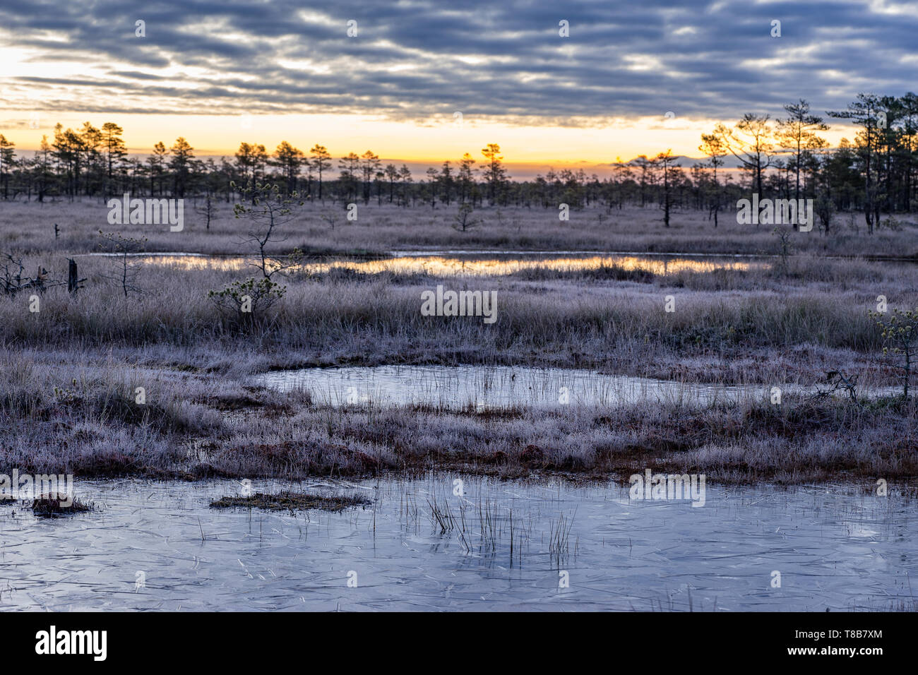 Sunrise in the bog. Icy cold marsh. Frosty ground. Swamp lake and ...