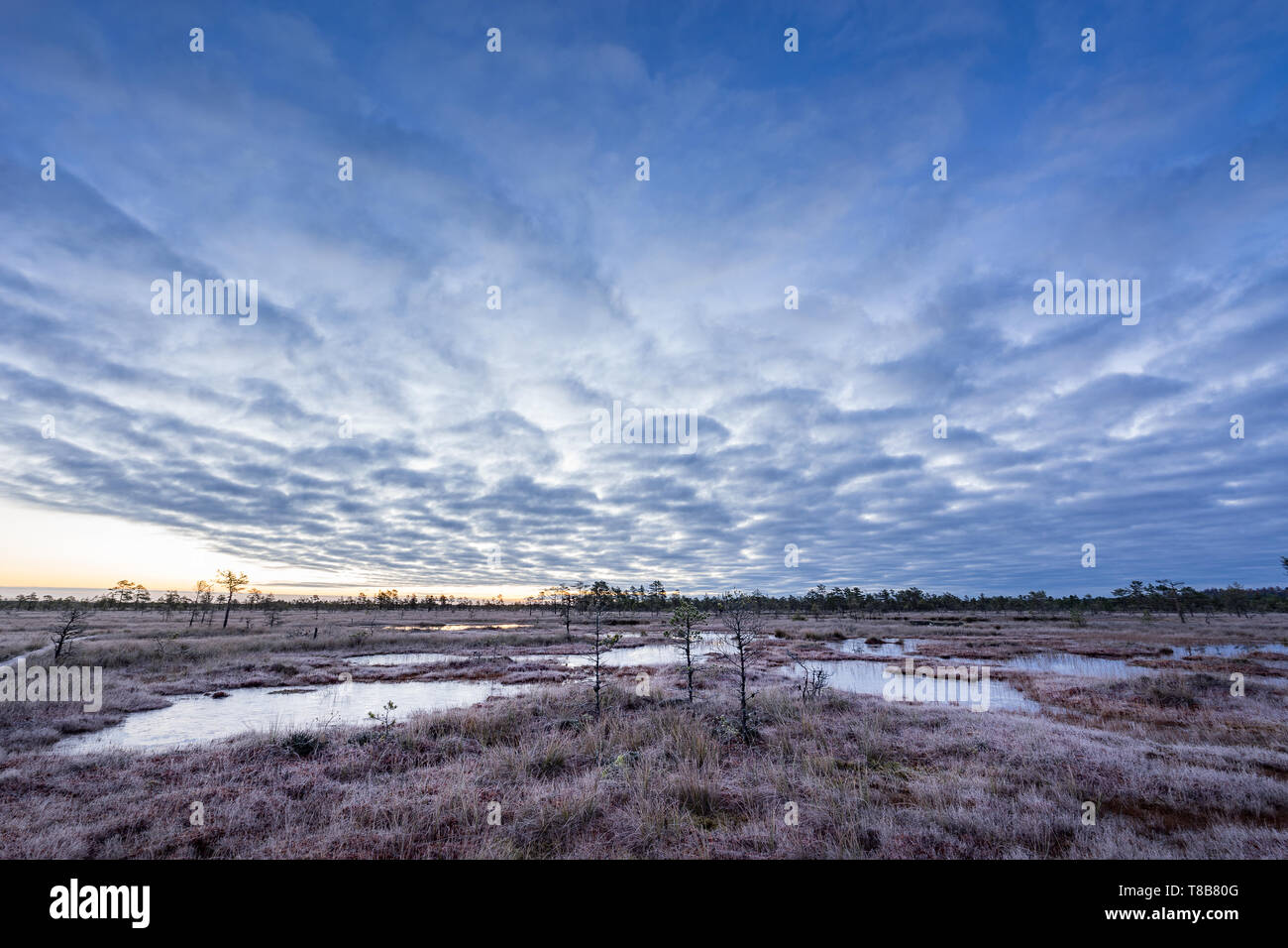 Sunrise in the bog. Icy cold marsh. Frosty ground. Swamp lake and ...