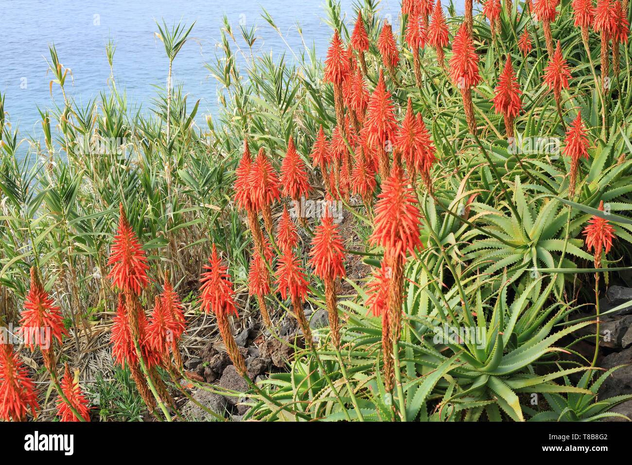 Portugal, Madeira Island, Faja dos Padres, Aloe vera in bloom Stock Photo -  Alamy