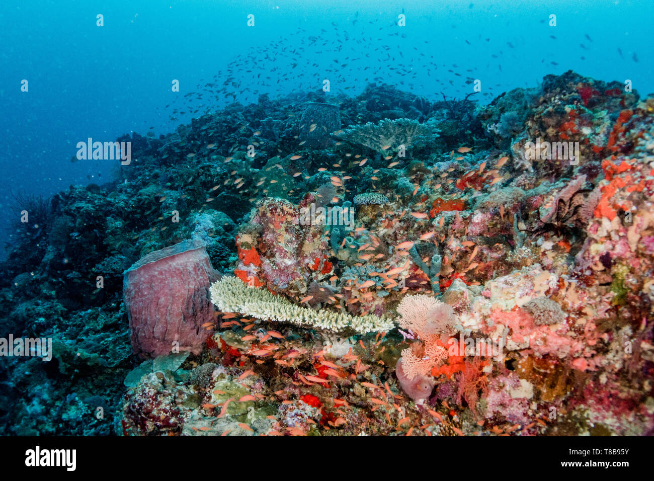 Coral landscape of Deep Turbo dive site on Gili Trawangan, Lombok, Indonesia Stock Photo