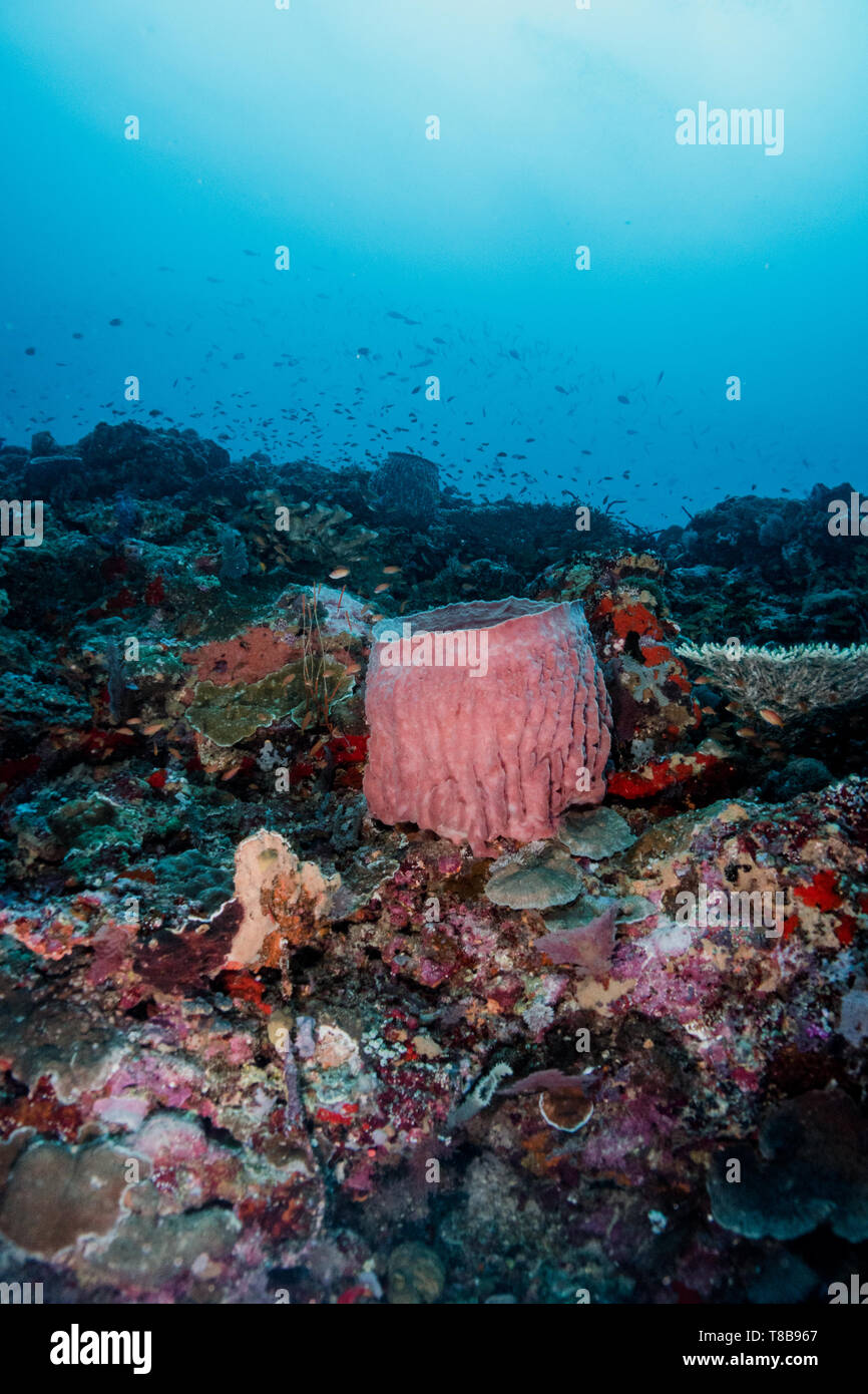 Coral landscape of Deep Turbo dive site on Gili Trawangan, Lombok, Indonesia Stock Photo