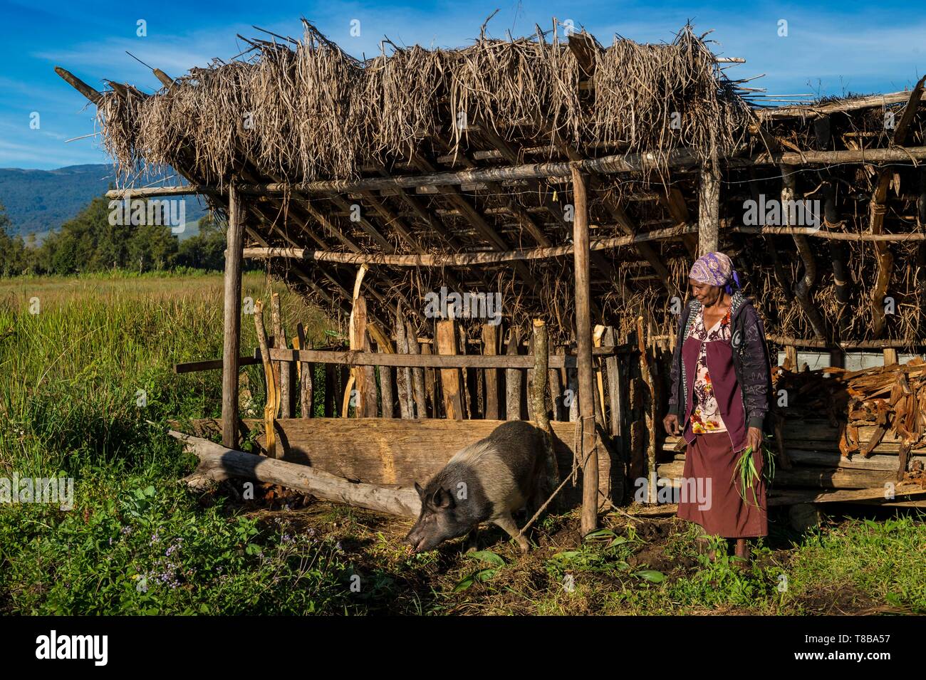 Guinea pig farming hires stock photography and images Alamy