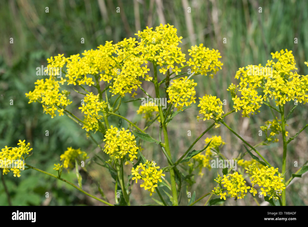Bunias orientalis, Turkish wartycabbage,[warty-cabbage,hill mustard, or Turkish rocket yellow flowers on sunny day Stock Photo
