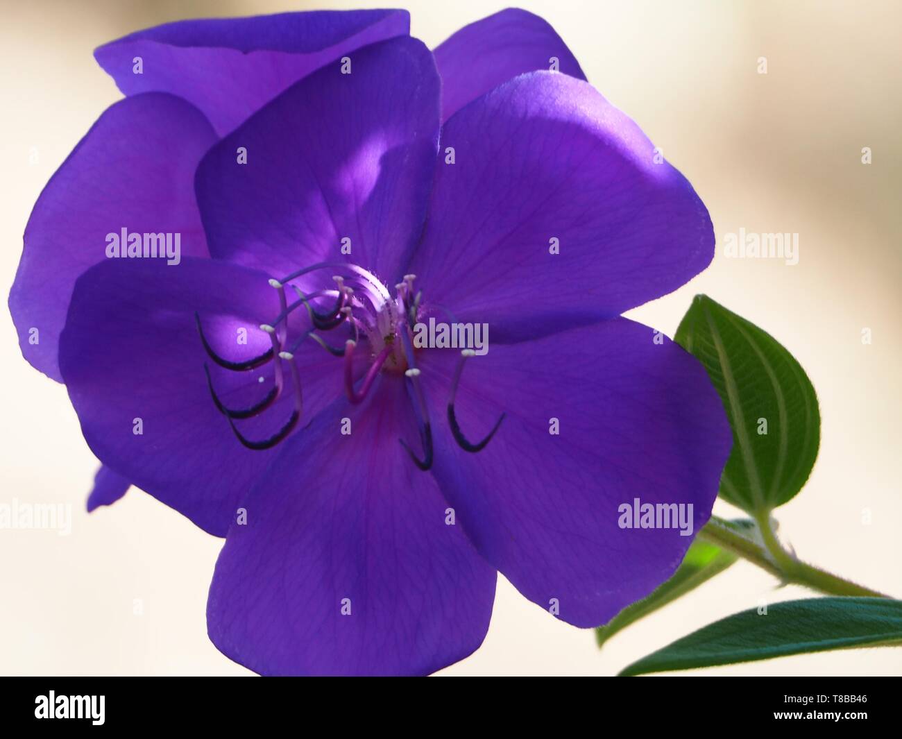Close up of vibrant purple Tibouchina flower Stock Photo