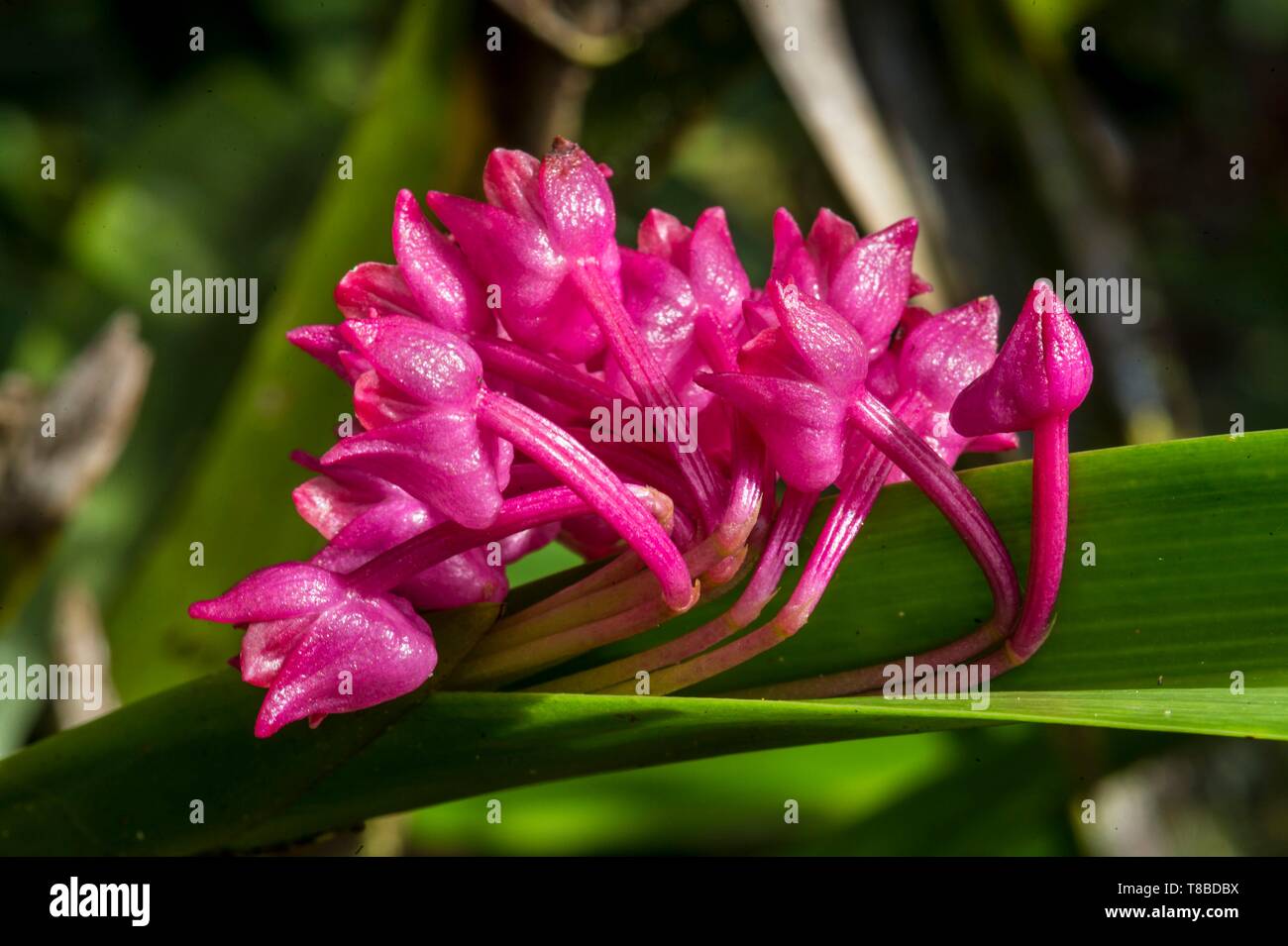 Papua New Guinea, Western Highlands Province, Wahgi Valley, Mount Hagen Region, orchid Stock Photo
