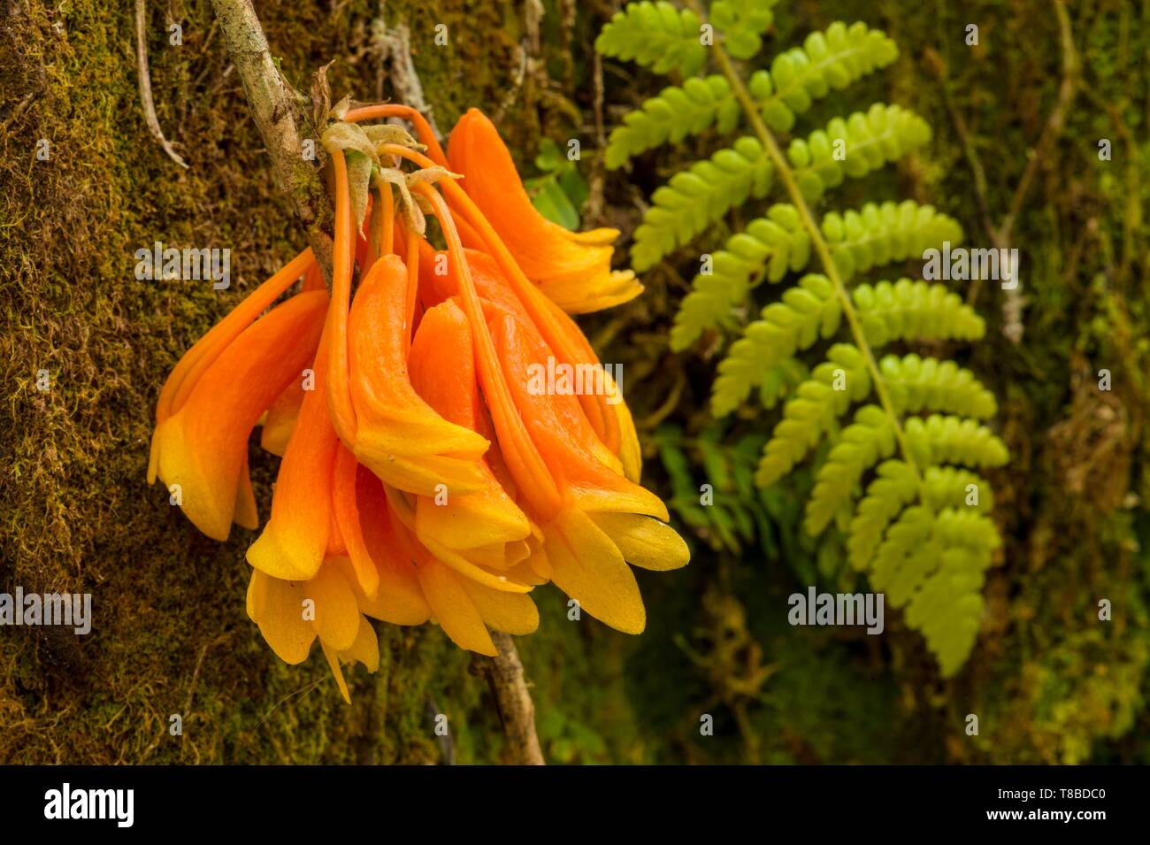 Papua New Guinea, Western Highlands Province, Wahgi Valley, Mount Hagen Region, orchid Stock Photo