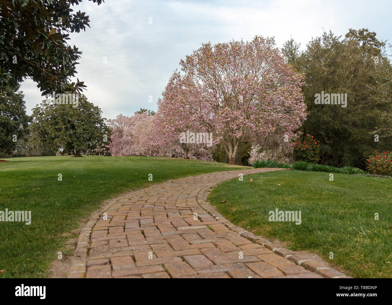 Brick lined path leading to the woods. Stock Photo