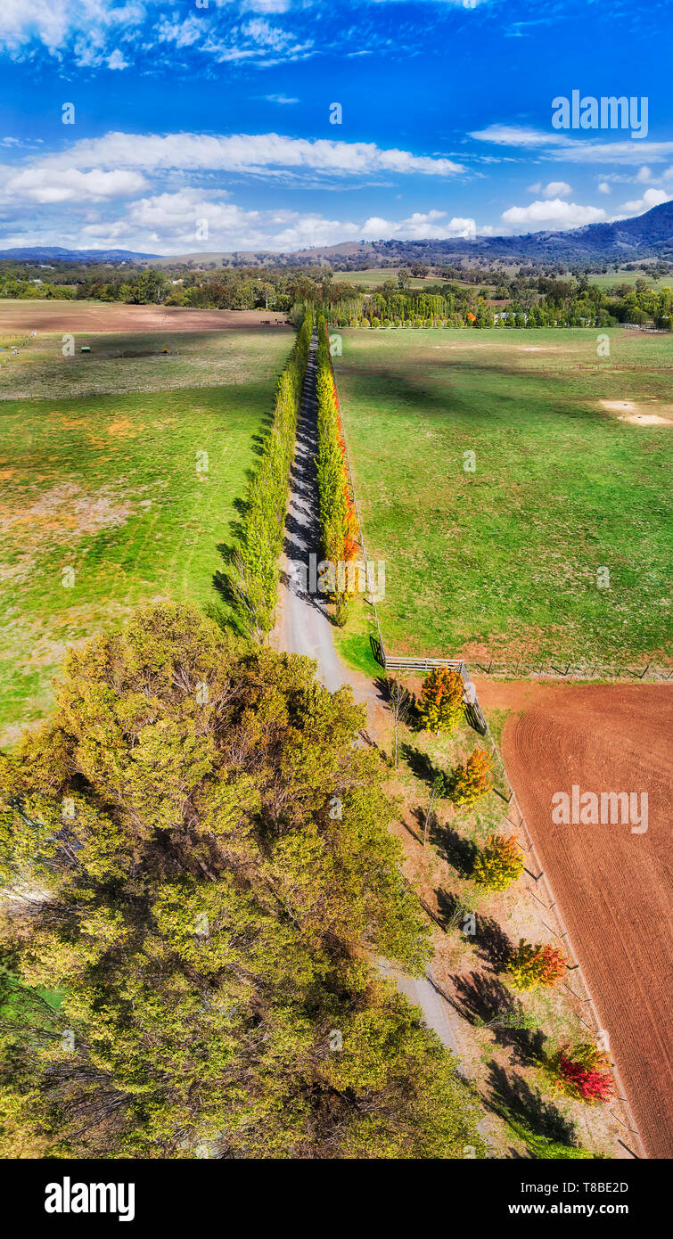 Leave tree alley through horse farms in Blandford town near Scone in Upper Hunter Valley, NSW, Australia. Vertical aerial panorama top down over tree  Stock Photo