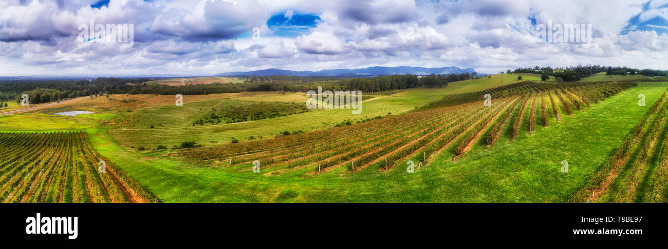 Bright vivid cultivated and fertilised hillside of vineyard in Hunter Valley wine making region of NSW, Australia. Elevated wide aerial panorama over  Stock Photo