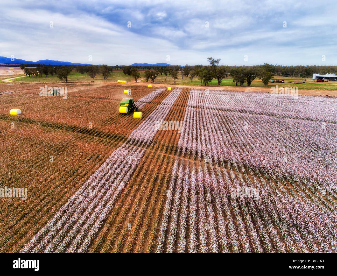 Agriculture Cotton Crop Australia High Resolution Stock Photography and