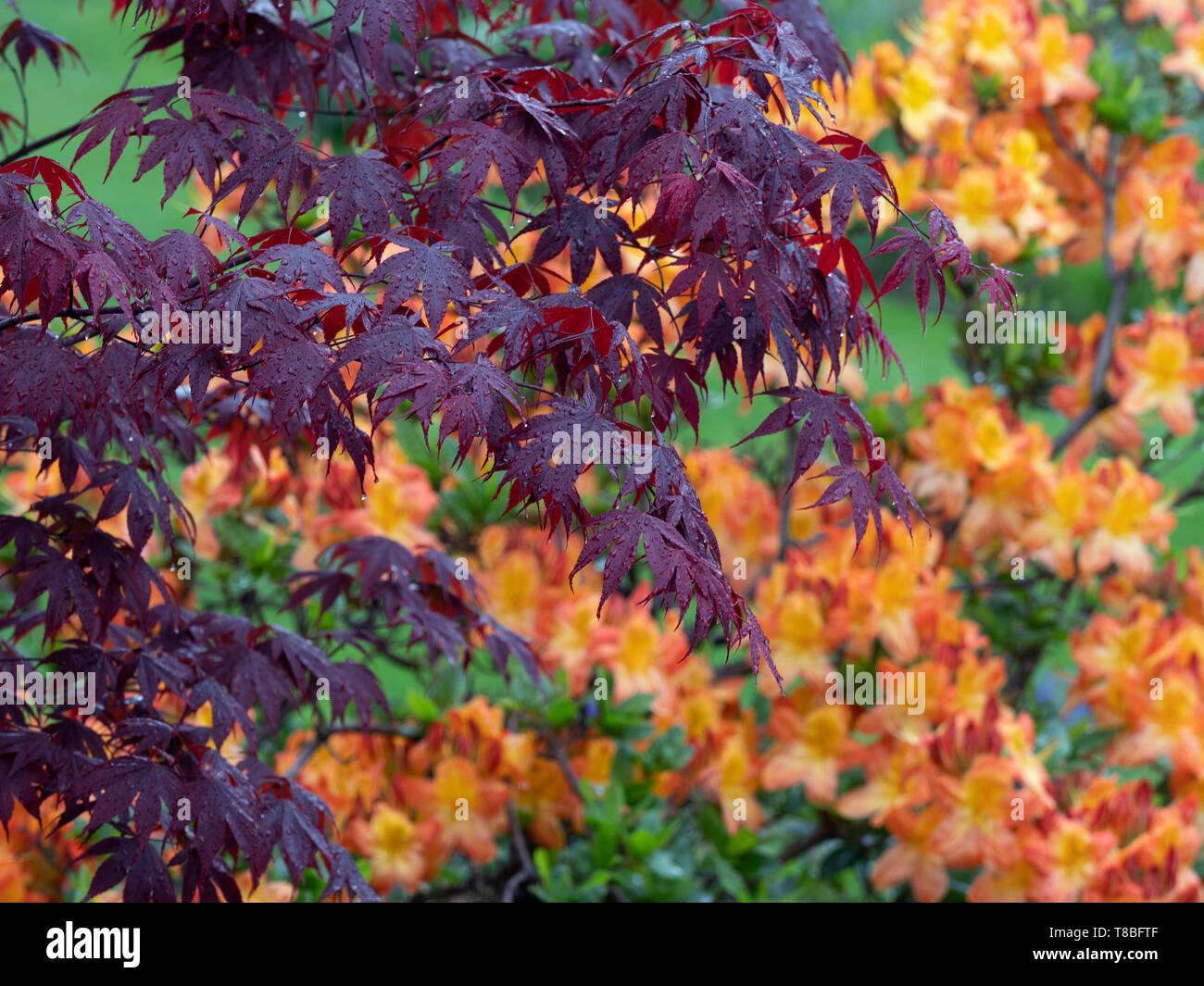 Japanese maple 'Bloodgood' with rhododendron in background Stock Photo