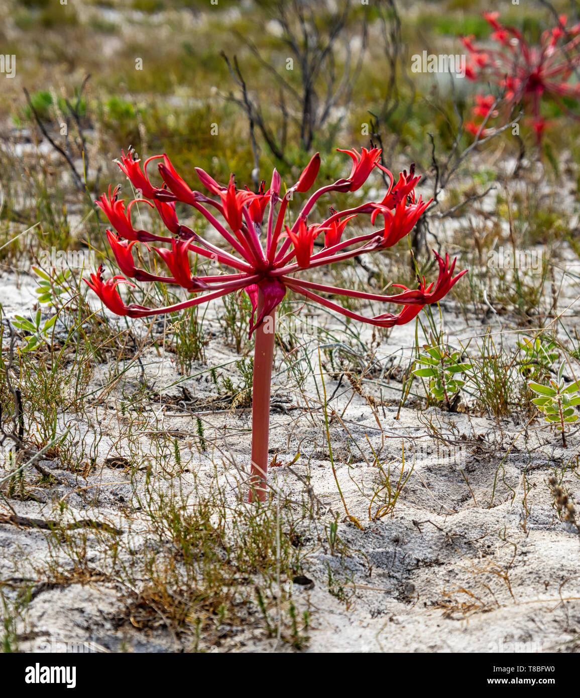A Brunsvigia orientalis flower on the Southern African coast Stock Photo