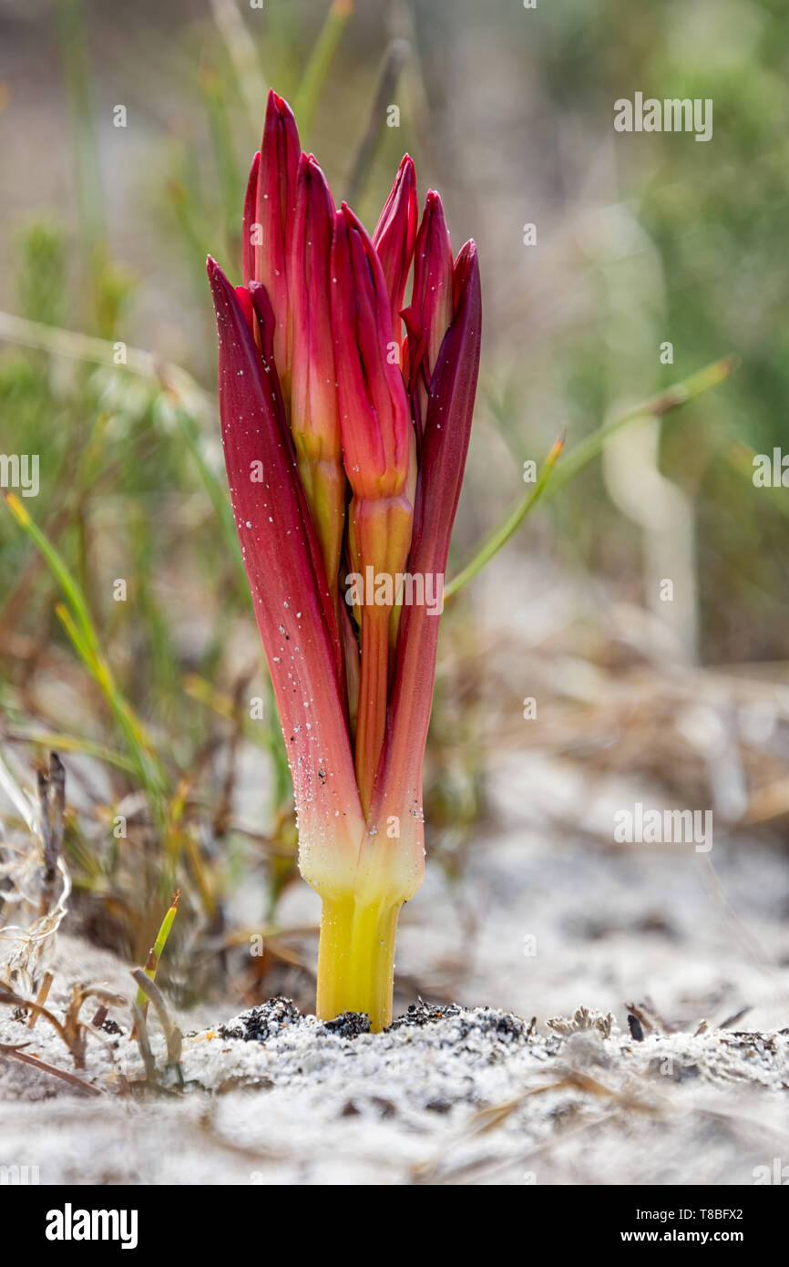 A Brunsvigia orientalis flower on the Southern African coast Stock Photo