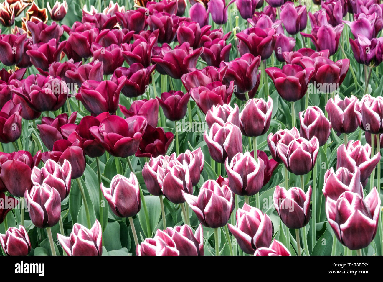 Mixed tulips in flowerbed colorful spring garden Stock Photo